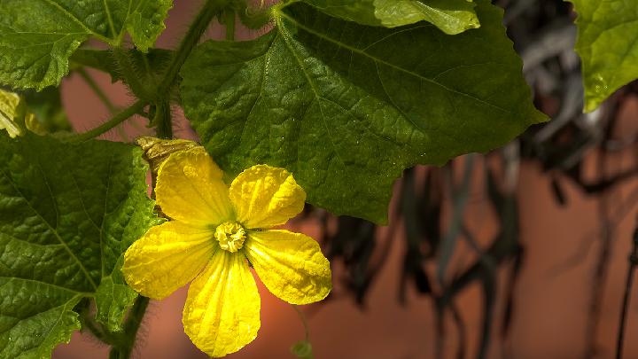 小寒时节怎样摄生保健